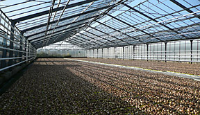 Gewächshaus (innen)